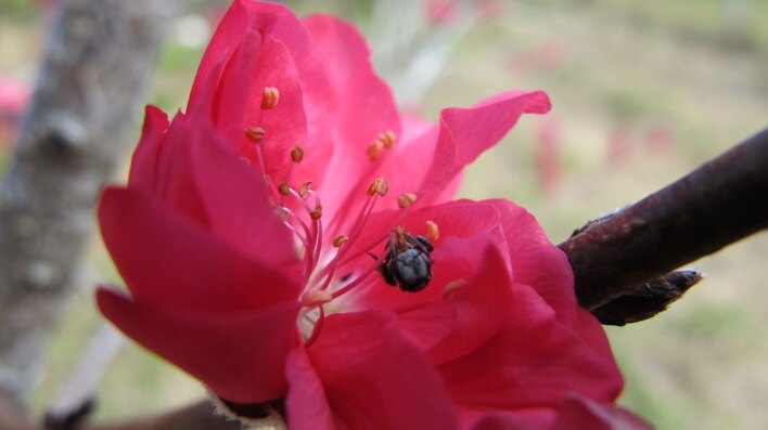 Orchard flowers for commercial pollination