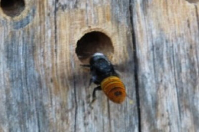 Solitary native bee