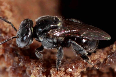 Native stingless bee close up